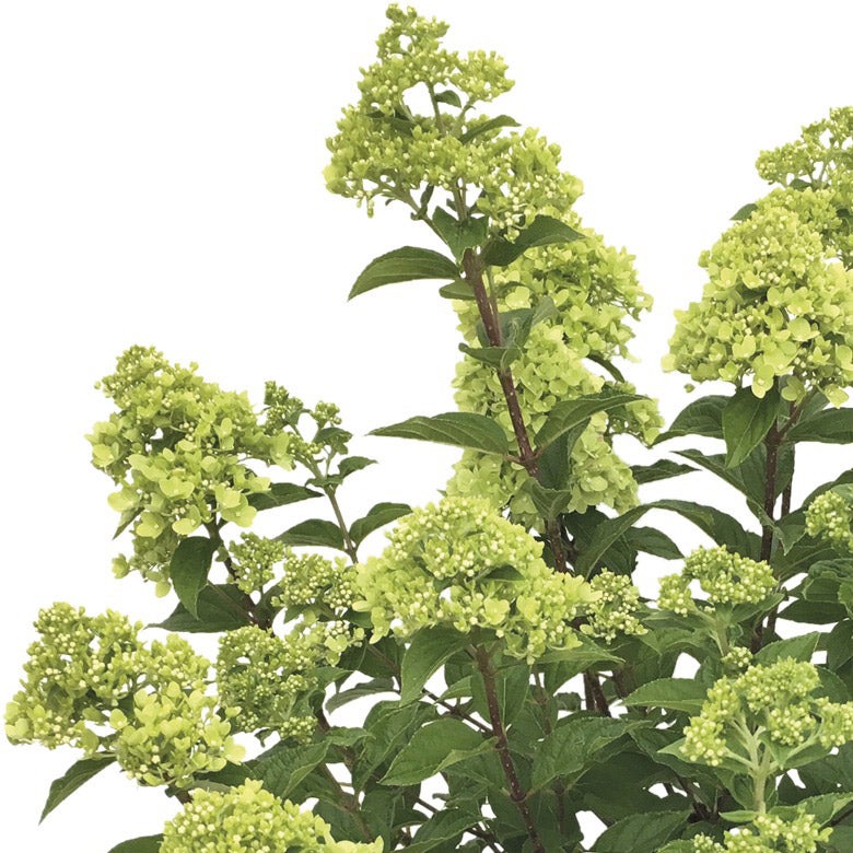Rispenhortensie (Hydrangea paniculata 'Little lime')