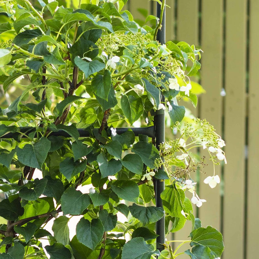 Kletterhortensie (Hydrangea anomala petiolaris)