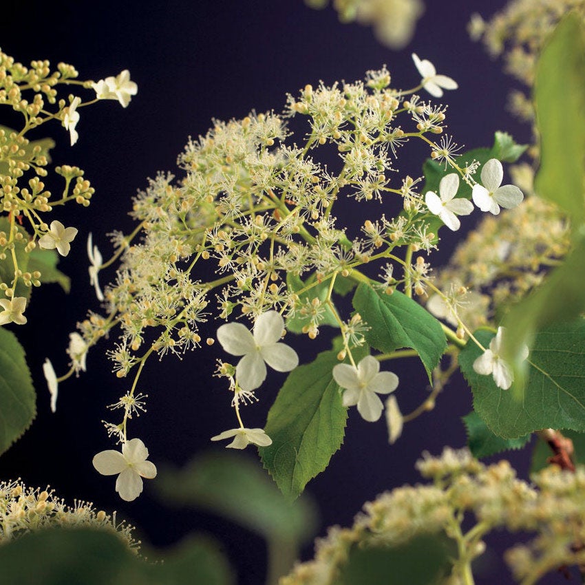 Kletterhortensie (Hydrangea anomala petiolaris)