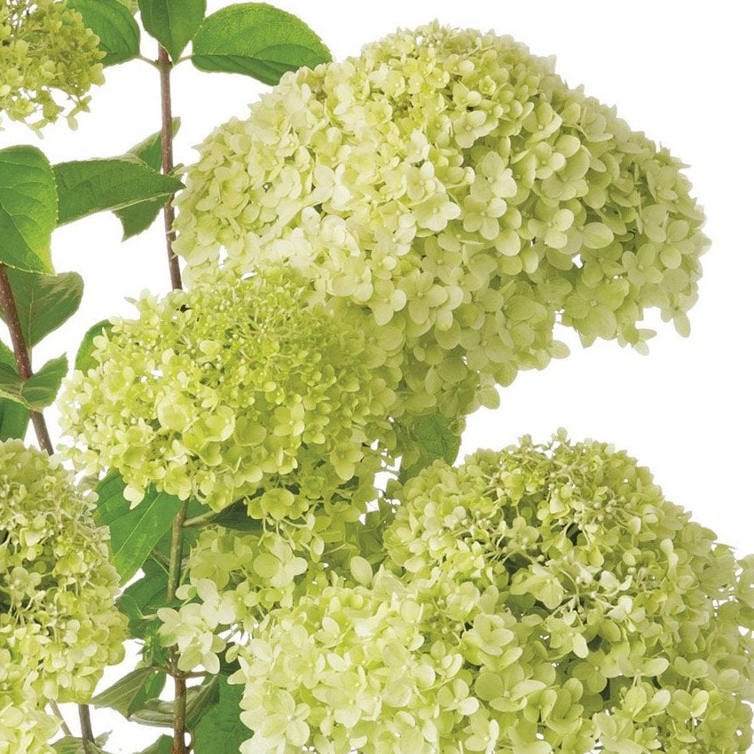 Rispenhortensie (Hydrangea paniculata 'Limelight')