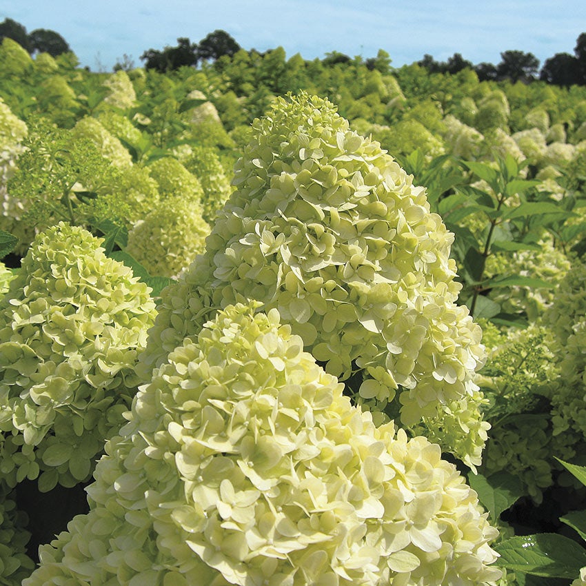 Rispenhortensie (Hydrangea paniculata 'Limelight')