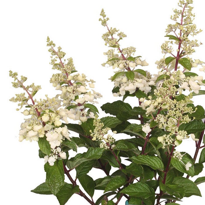 Rispenhortensie (Hydrangea paniculata 'Pinky Winky')