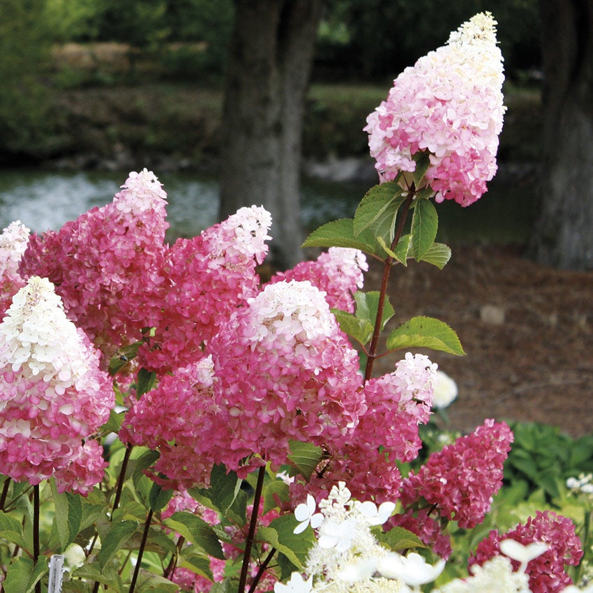 Rispenhortensie (Hortensie paniculata 'Vanille Fraise')