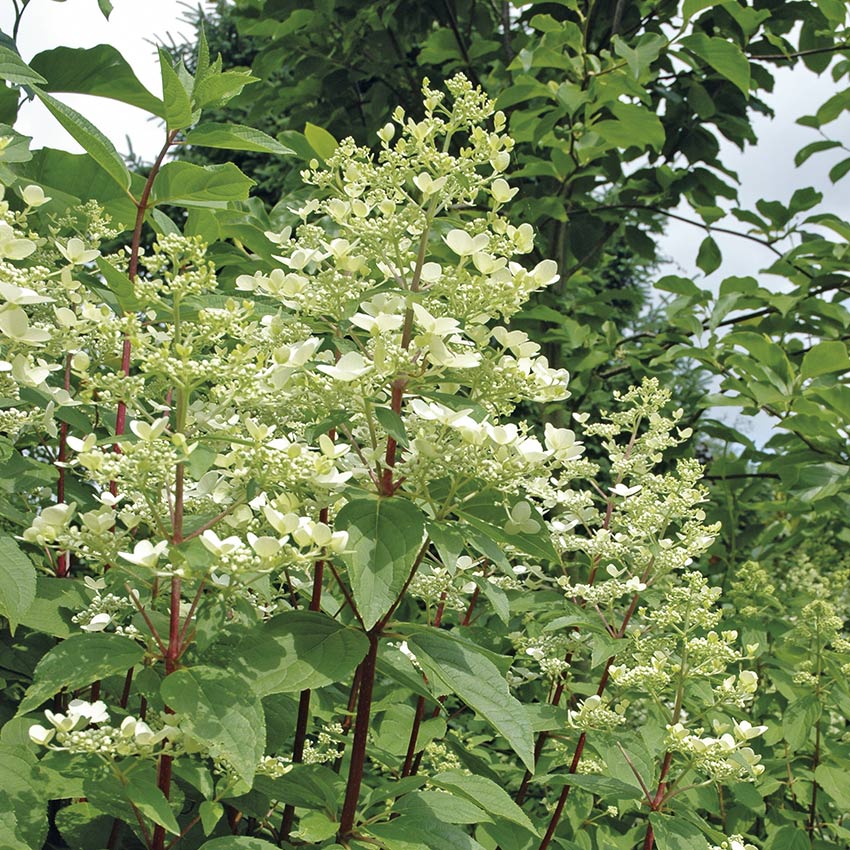 Rispenhortensie (Hydrangea paniculata)
