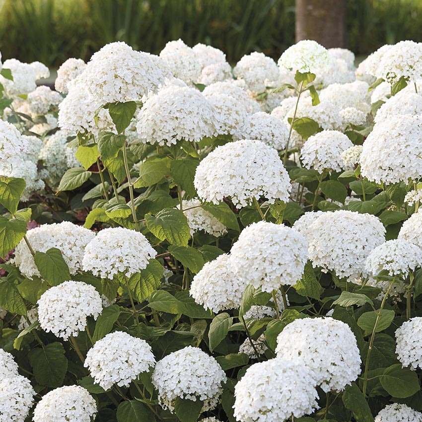 Schneeballhortensie (Hydrangea arborescens 'Strong Annabelle')