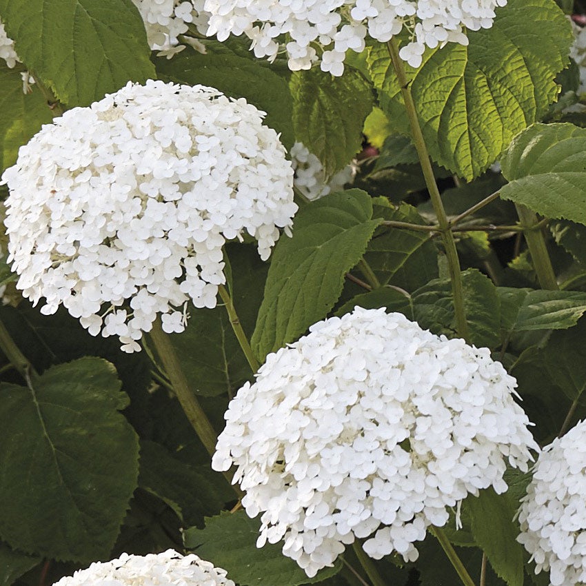 Schneeballhortensie (Hydrangea arborescens 'Strong Annabelle')
