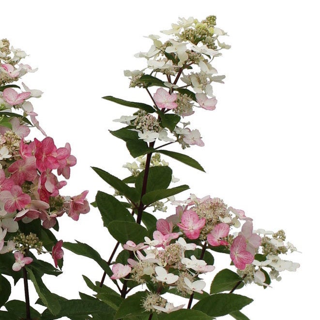 Rispenhortensie (Hydrangea paniculata 'Magical fire')