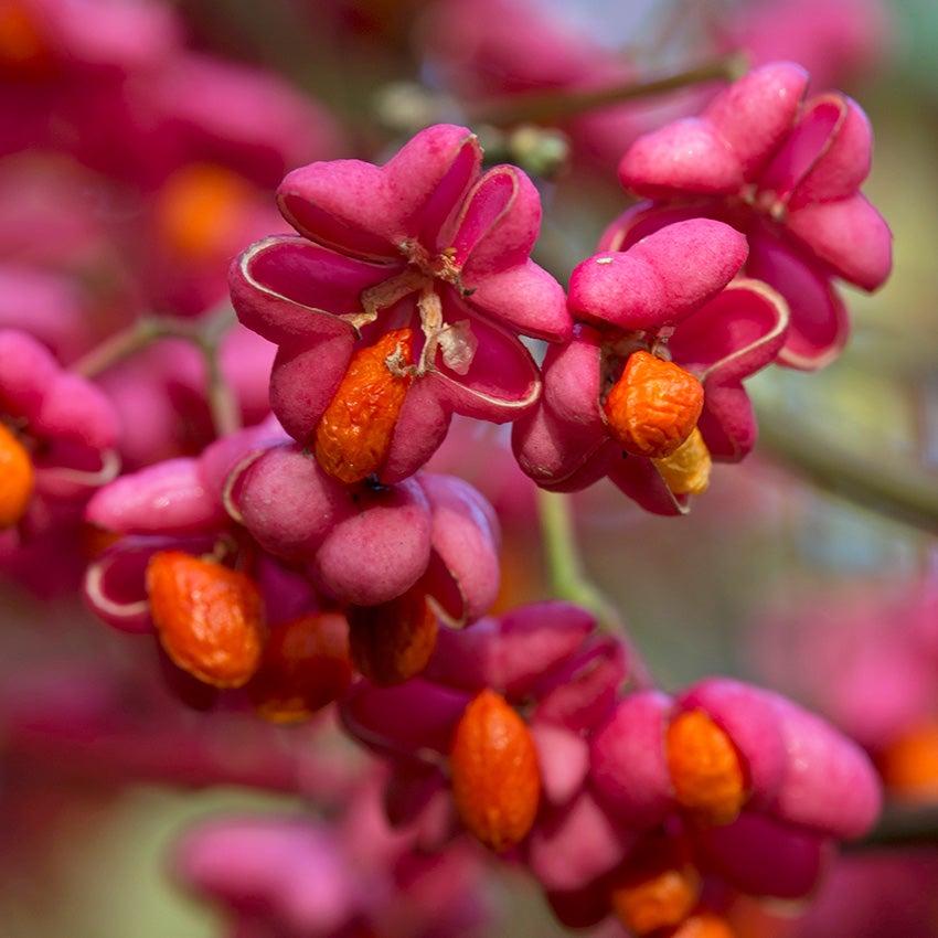 Pfaffenhütchen (Euonymus europaeus) Blüte