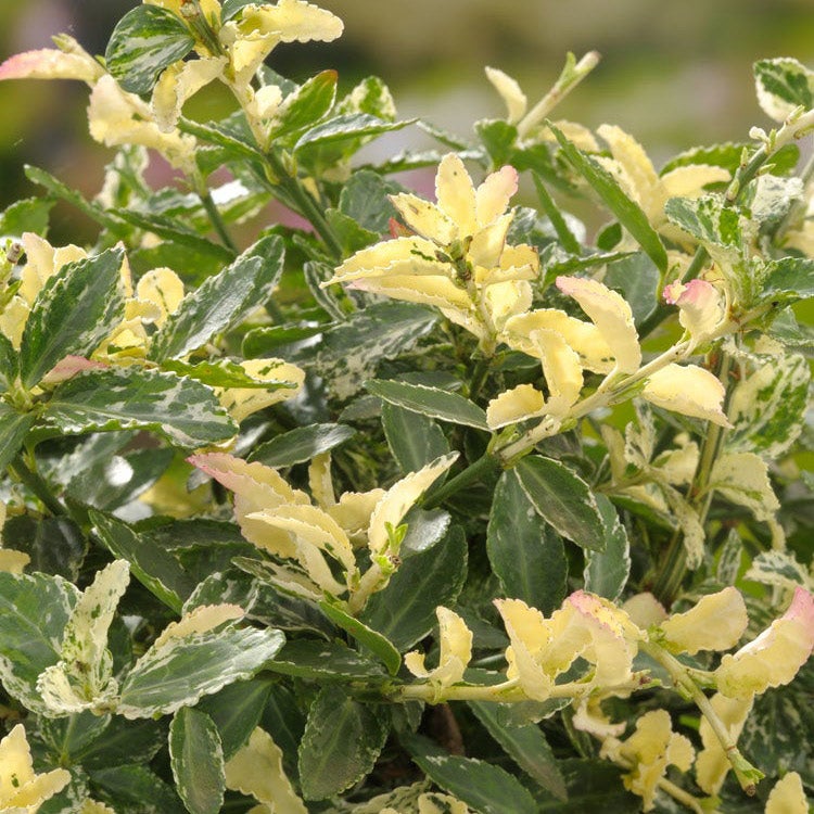 Kriechspindel (Euonymus fortunei 'Harlequin')