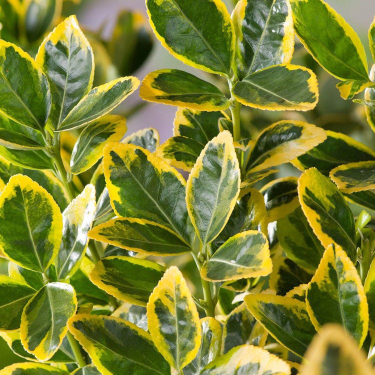 Japanischer Spindelstrauch (Euonymus japonicus 'Marieke')