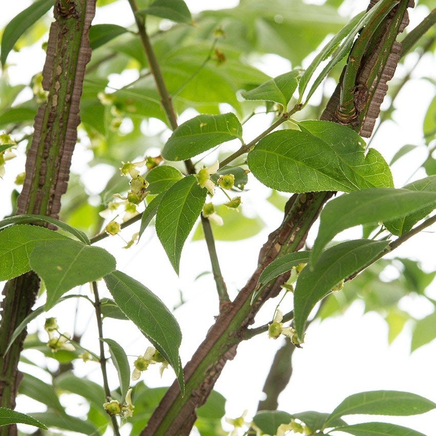 Korkflügel-Strauch  (Euonymus alatus)