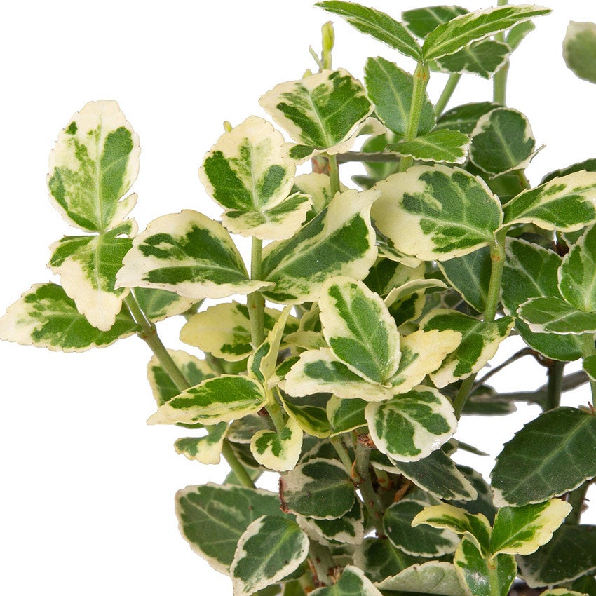 Kriechspindel (Euonymus fortunei 'Emerald Gaiety')