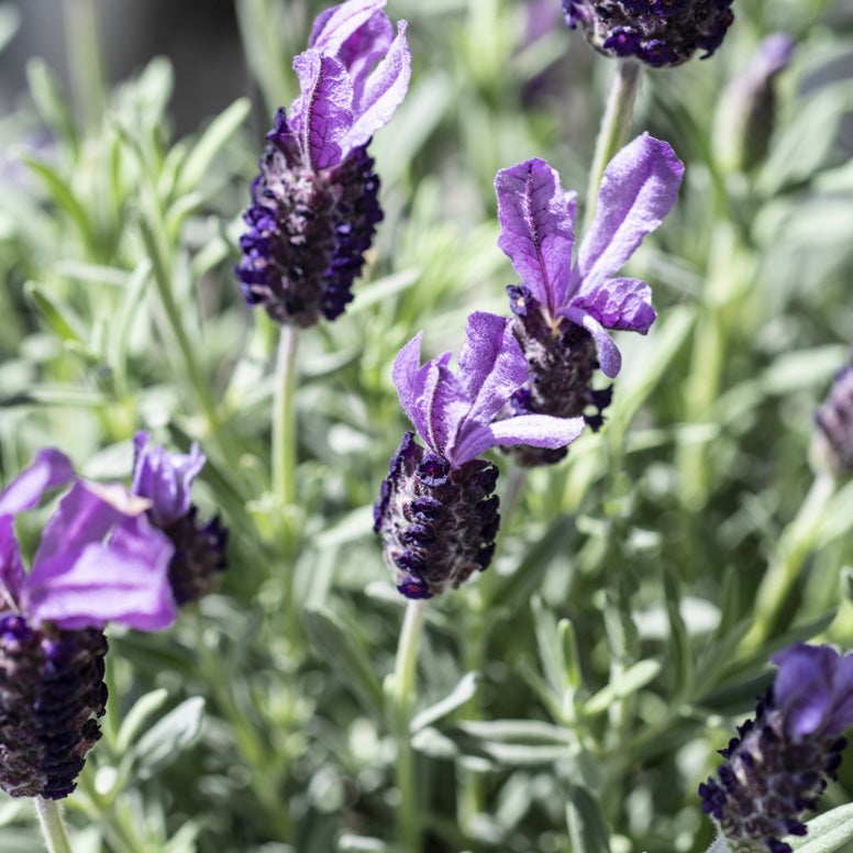 Schopflavendel (Lavandula stoechas)