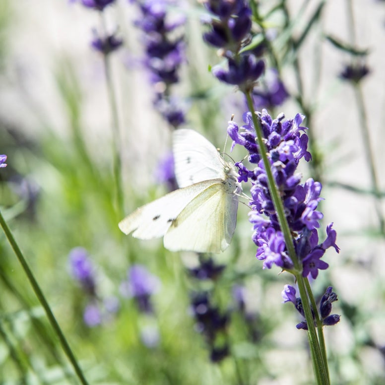 Lavendel / Schmetterlingslavendel (Lavandula angustifolia)