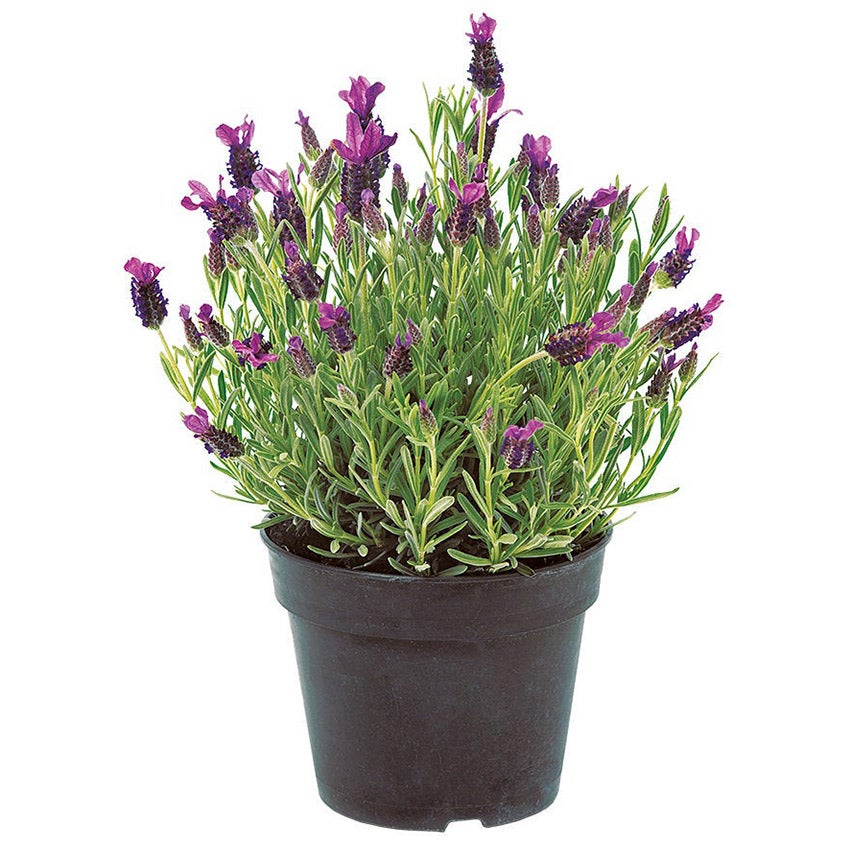 Schopflavendel (Lavandula stoechas)