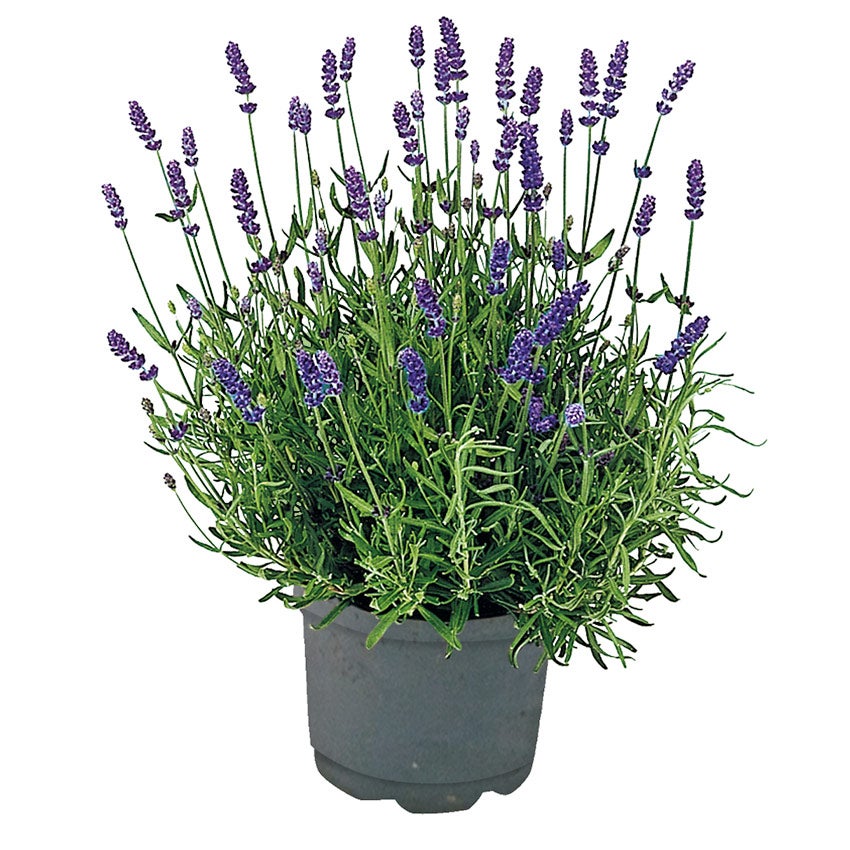 Lavendel (Lavandula angustifolia 'Hidcote')