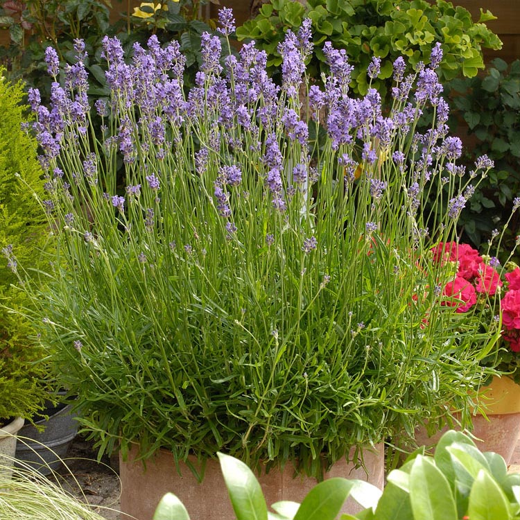 Lavendel (Lavandula angustifolia 'Munstead')