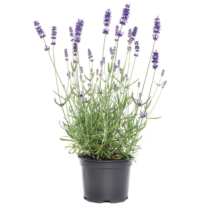 Lavendel (Lavandula x intermedia)