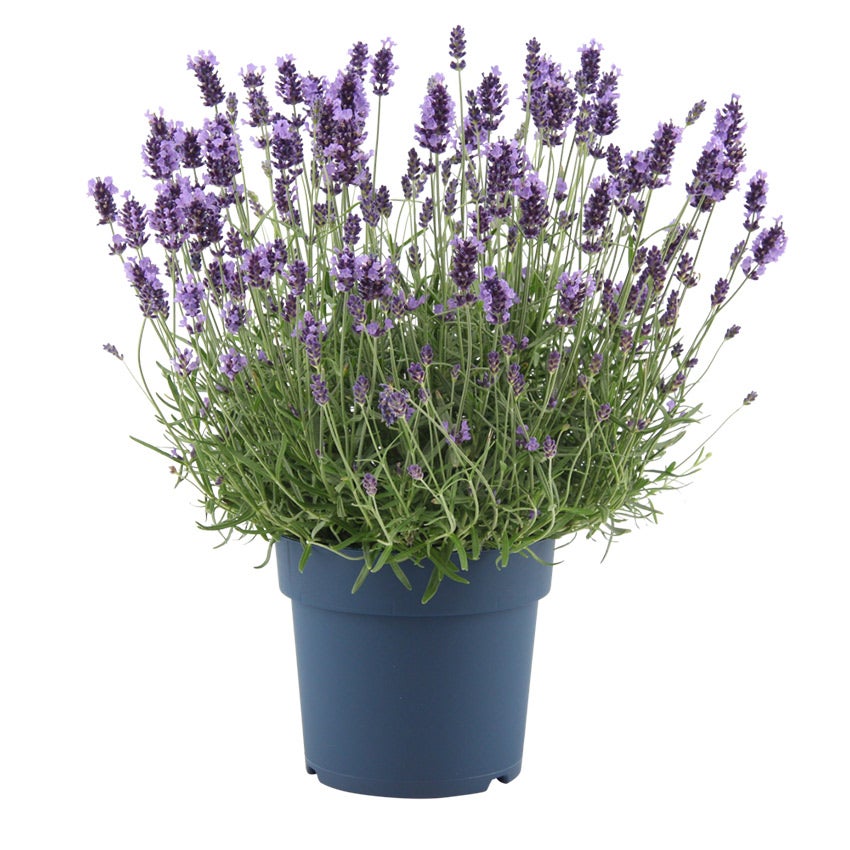 Lavendel / Schmetterlingslavendel (Lavandula angustifolia)