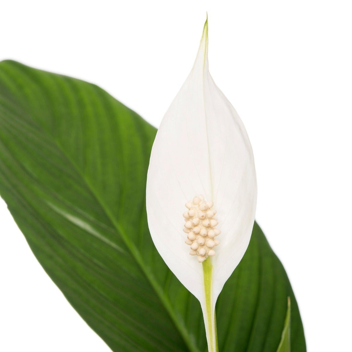 Spathiphyllum ‘Cupido’