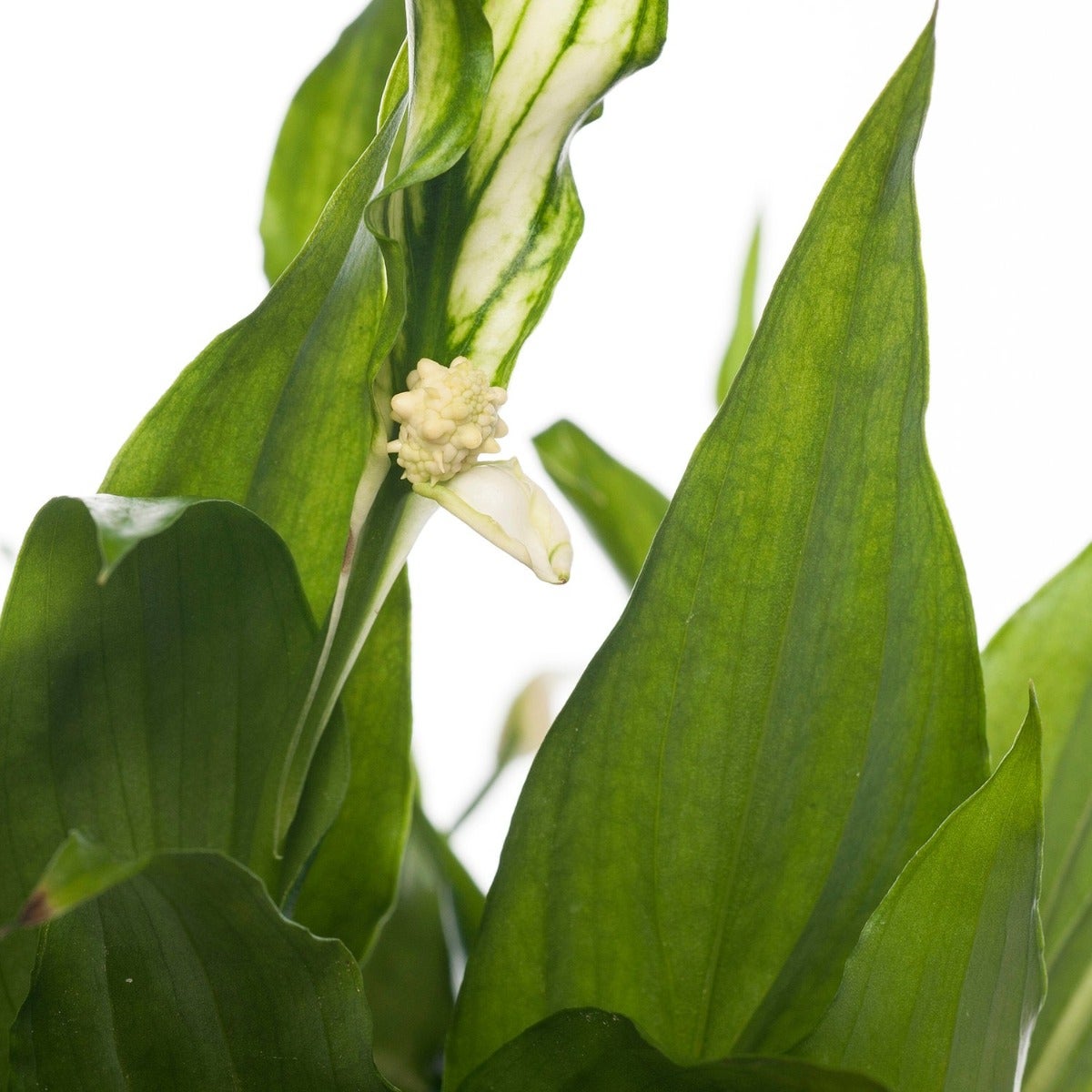 Spathiphyllum 'Rondo'