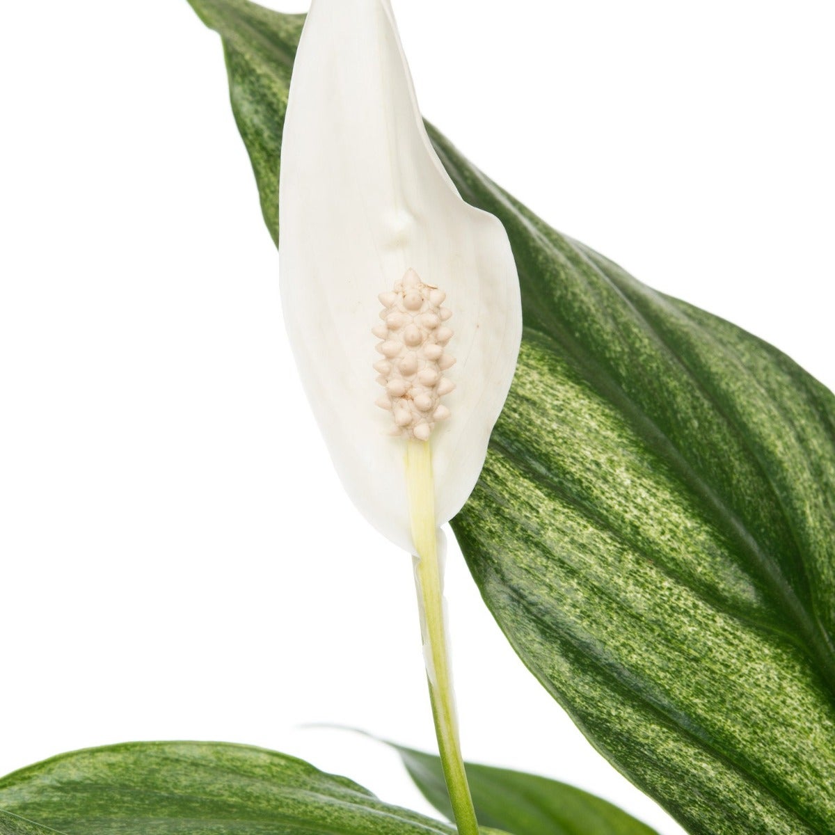 Spathiphyllum 'Silver Cupido'