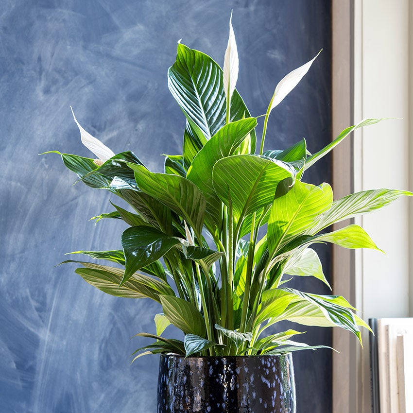 Spathiphyllum ‘Sweet Lauretta’