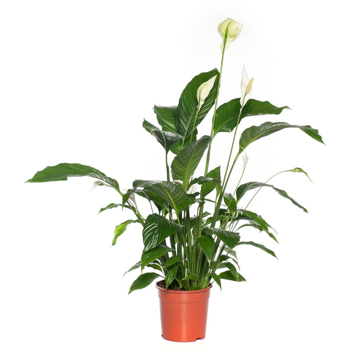 Spathiphyllum ‘Sweet Sebastiano’