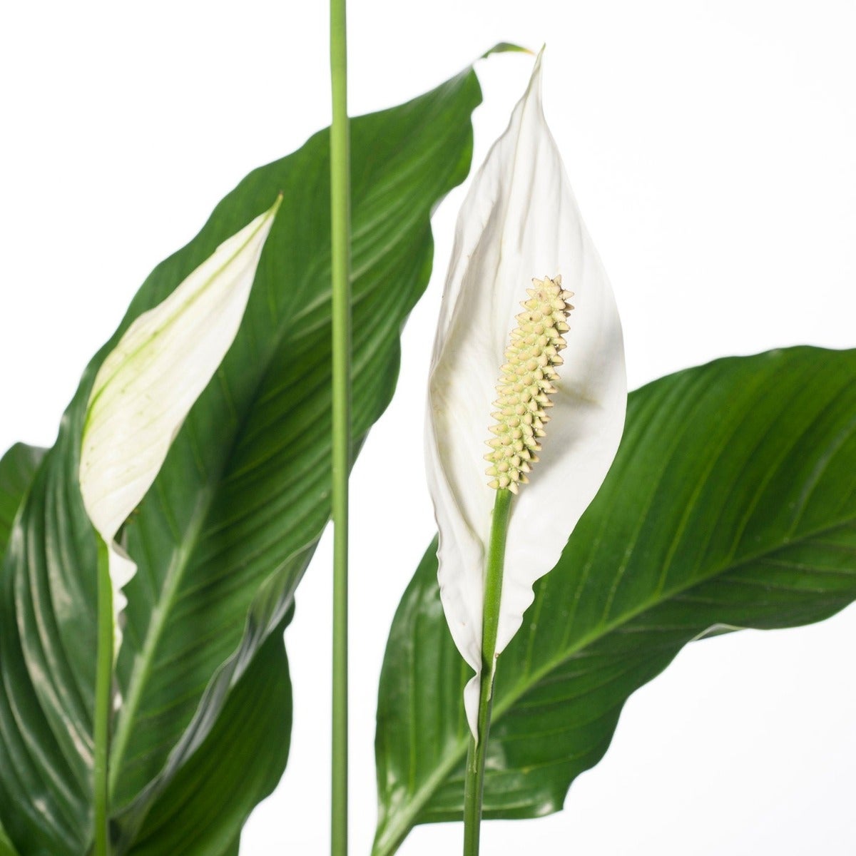 Spathiphyllum ‘Sweet Sebastiano’