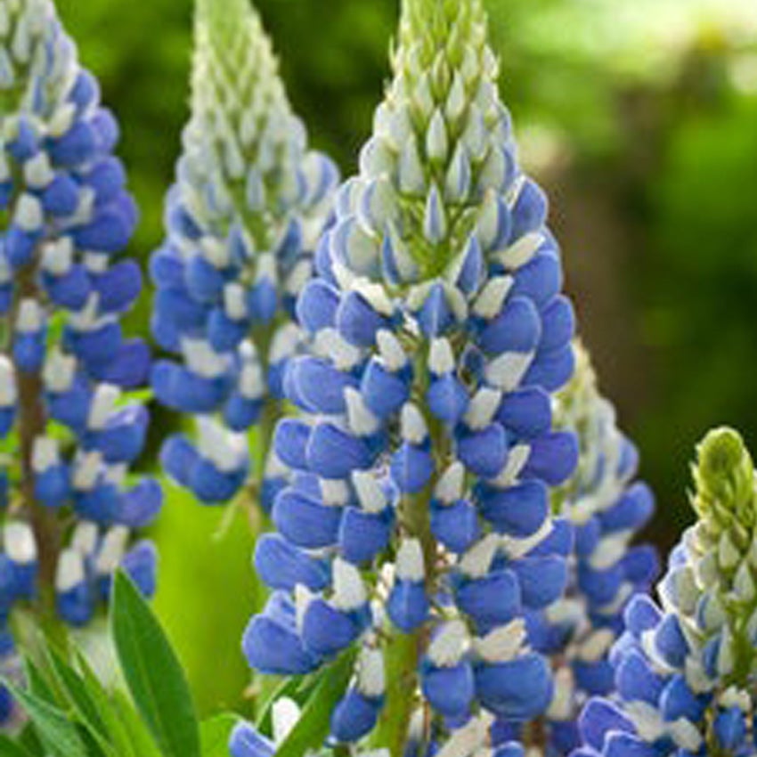 Lupine (Lupinus 'The Governor') 