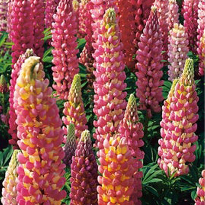 Lupine (Lupinus 'The Chatelaine')