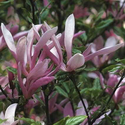 Magnolia ‘Susan’ 