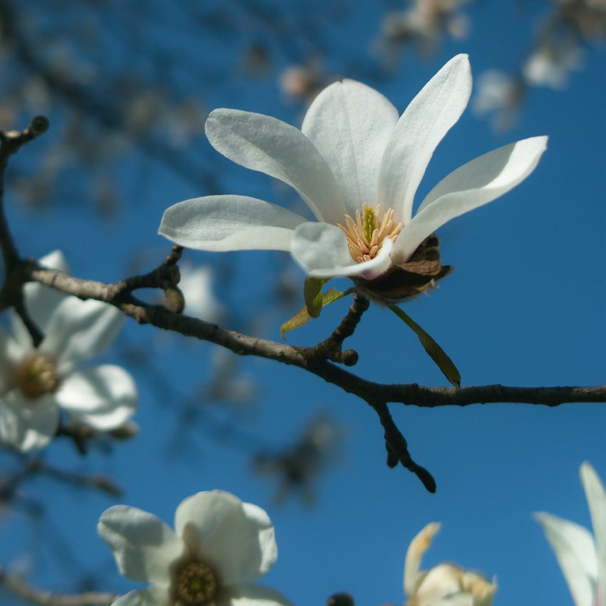 Magnolia kobus (Kobushi-Mognolie)