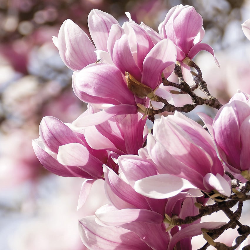 Magnolia soulangeana 'Satisfaction'