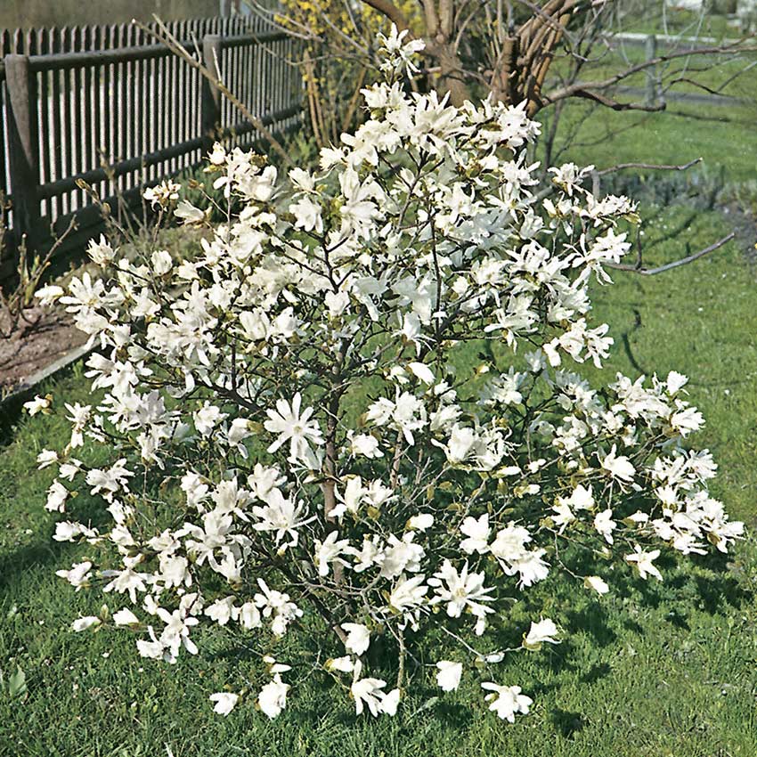 Magnolia stellata (Stern-Magnolie)