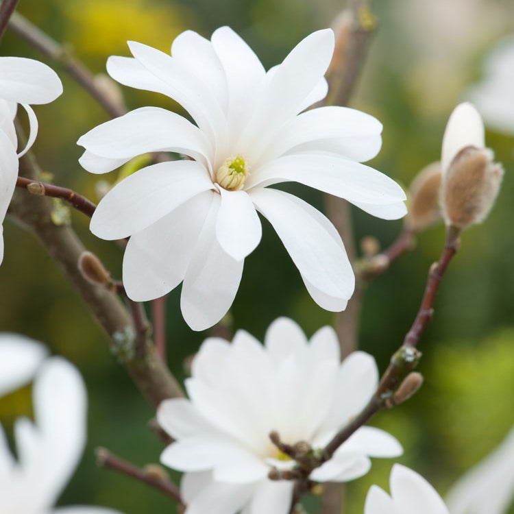 Magnolia stellata (Stern-Magnolie)