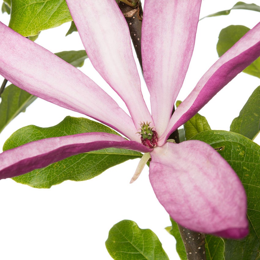 Magnolia liliiflora 'Nigra' (Purpur-Magnolie)