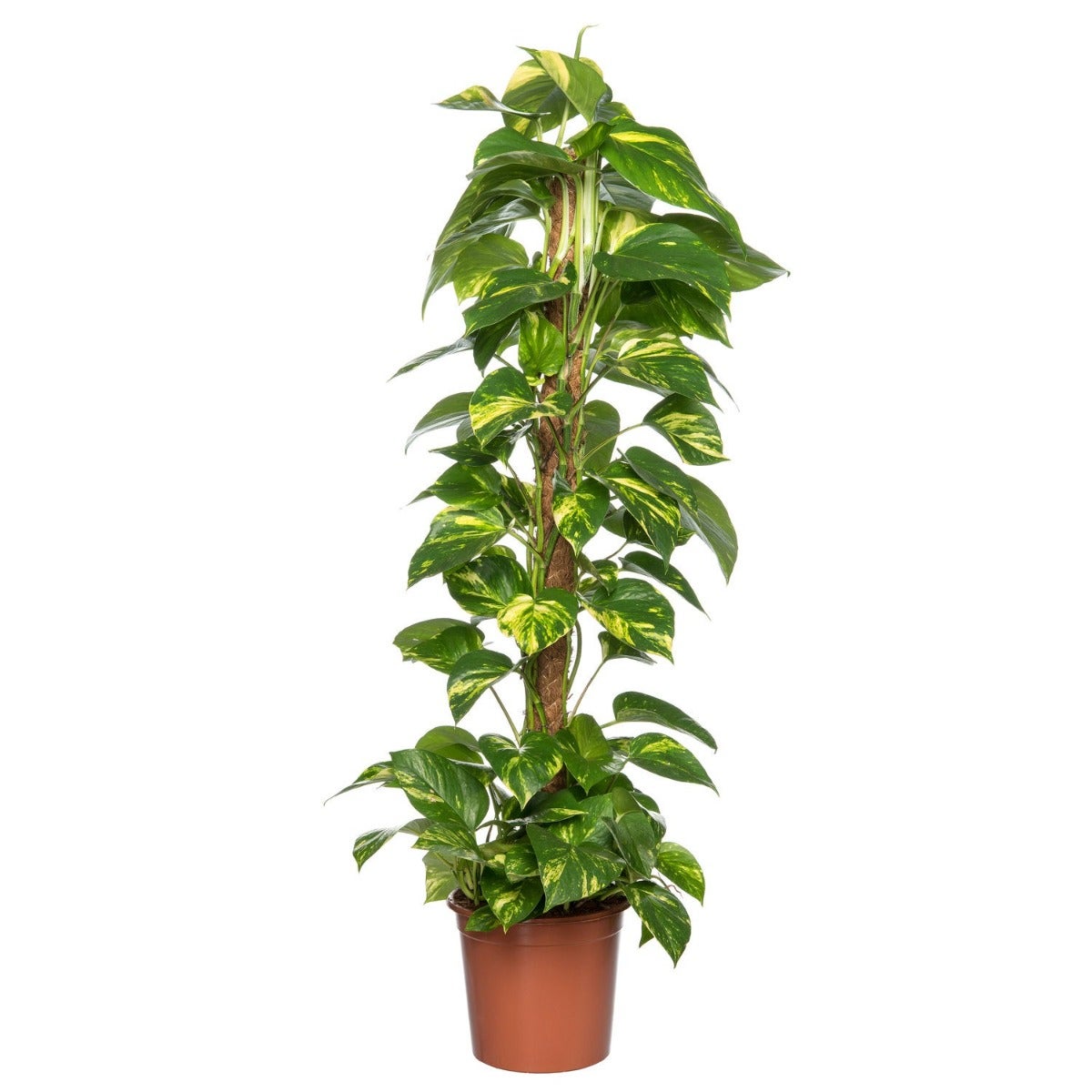 Goldene Efeutute (Epipremnum pinnatum ‘Aureum’)