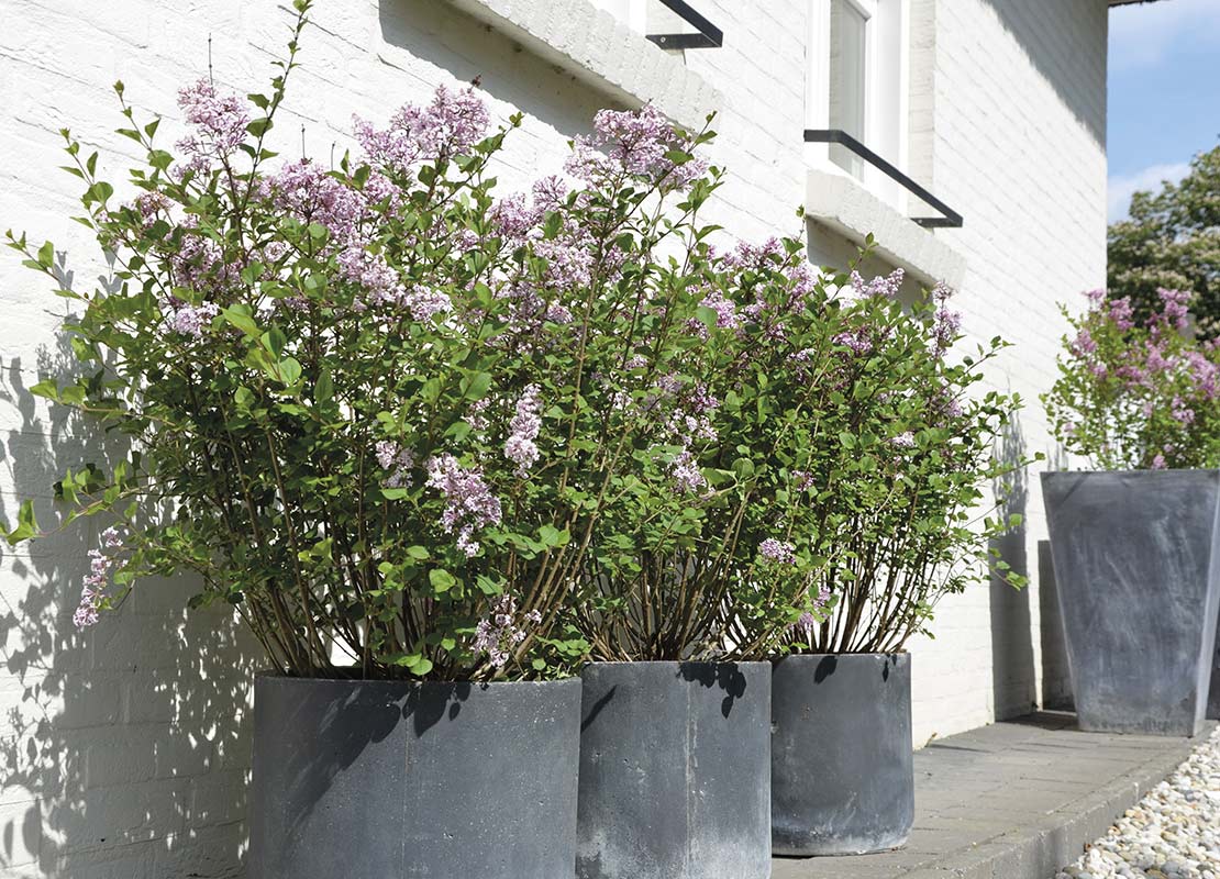 Flieder (Syringa meyeri 'Palibin') in großen Kübeln