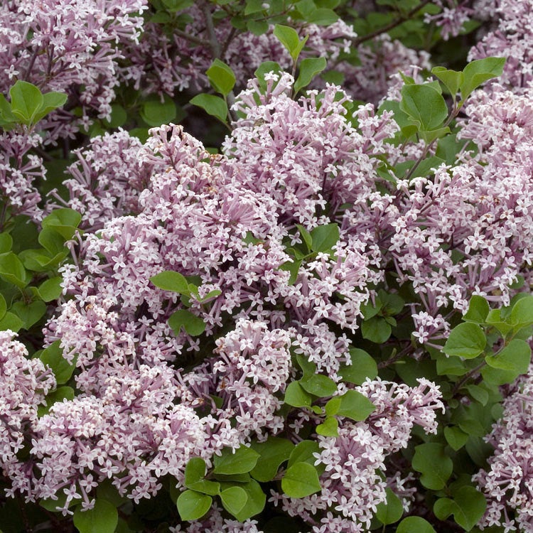 Zwergflieder (Syringa meyeri 'Palibin')