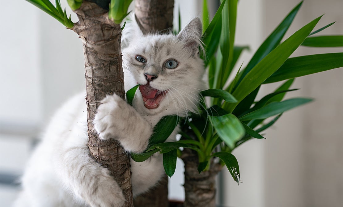 Yucca elephantipes mit Katze