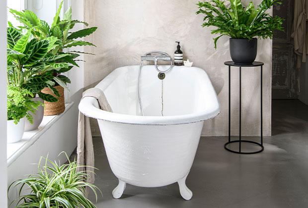 Zimmerpflanzen im Badezimmer