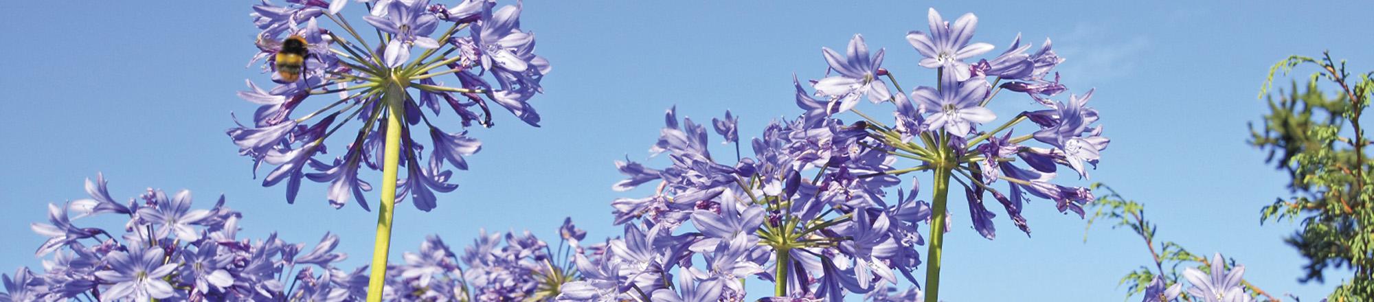 Agapanthus (Schmucklilie)