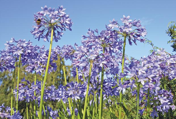 Agapanthus (Schmucklilie)