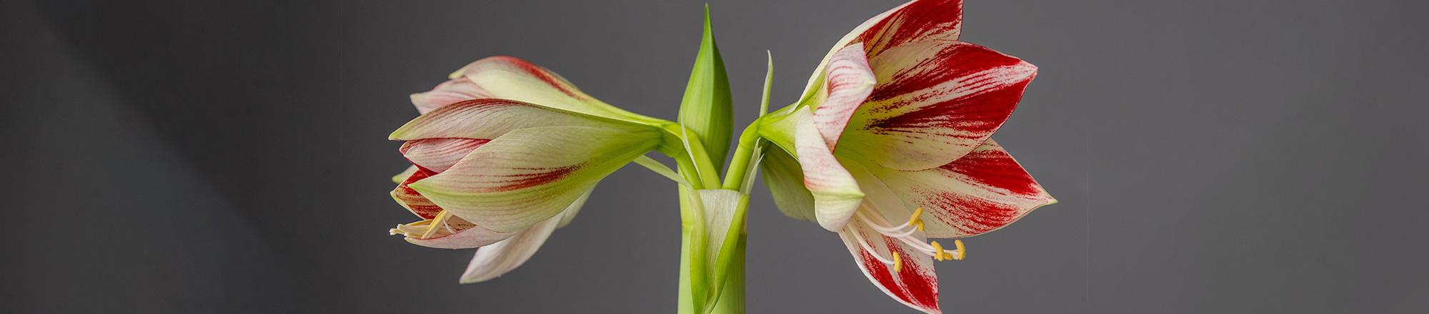 Amaryllis (Hippeastrum)