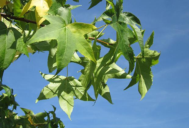 Amberbaum (Liquidambar)