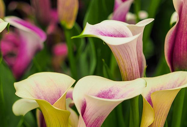 Calla / Aronstab (Zantedeschia)