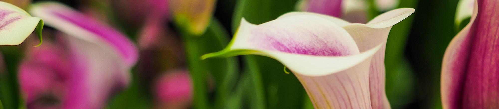 Sichtschutzfolie Blume Callas