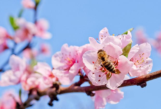 Bienen im Garten und bienenfreundliche Pflanzen