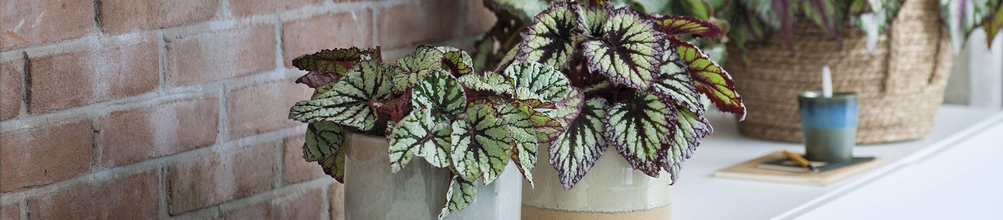 Begonie (Begonia) | Intratuin